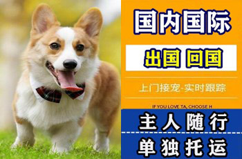 崇左市宠物托运公司崇左市宠物托运公司崇左市宠物托运公司