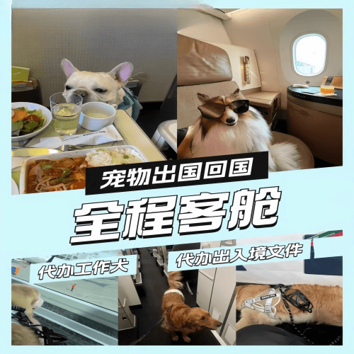 崇左市宠物托运到白俄罗斯宠物入境规定和要求